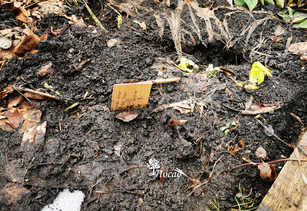 Мыши жрали луковицы с комфортом, устроив в посадках тюльпанов гнездо...