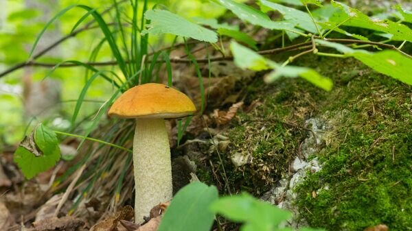    CC BY-SA 2.0 / Taavi Randmaa / Haavapuravik / Leccinum aurantiacum