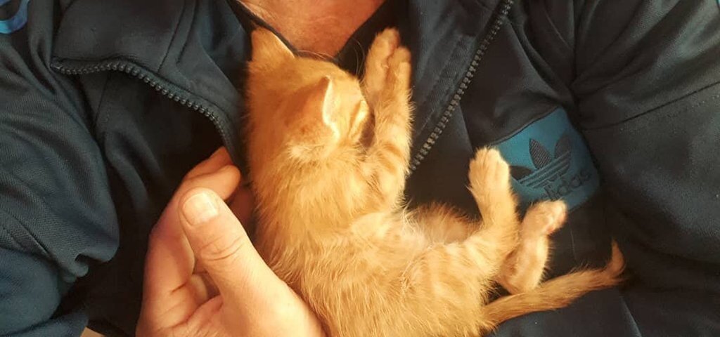 Рыжий котёнок. Рыжий котенок на руках. Рыжий котенок в руках. Рыжий котенок в руках. Рыжий котёнок.