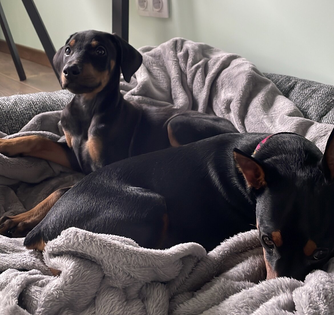 Сонное царство