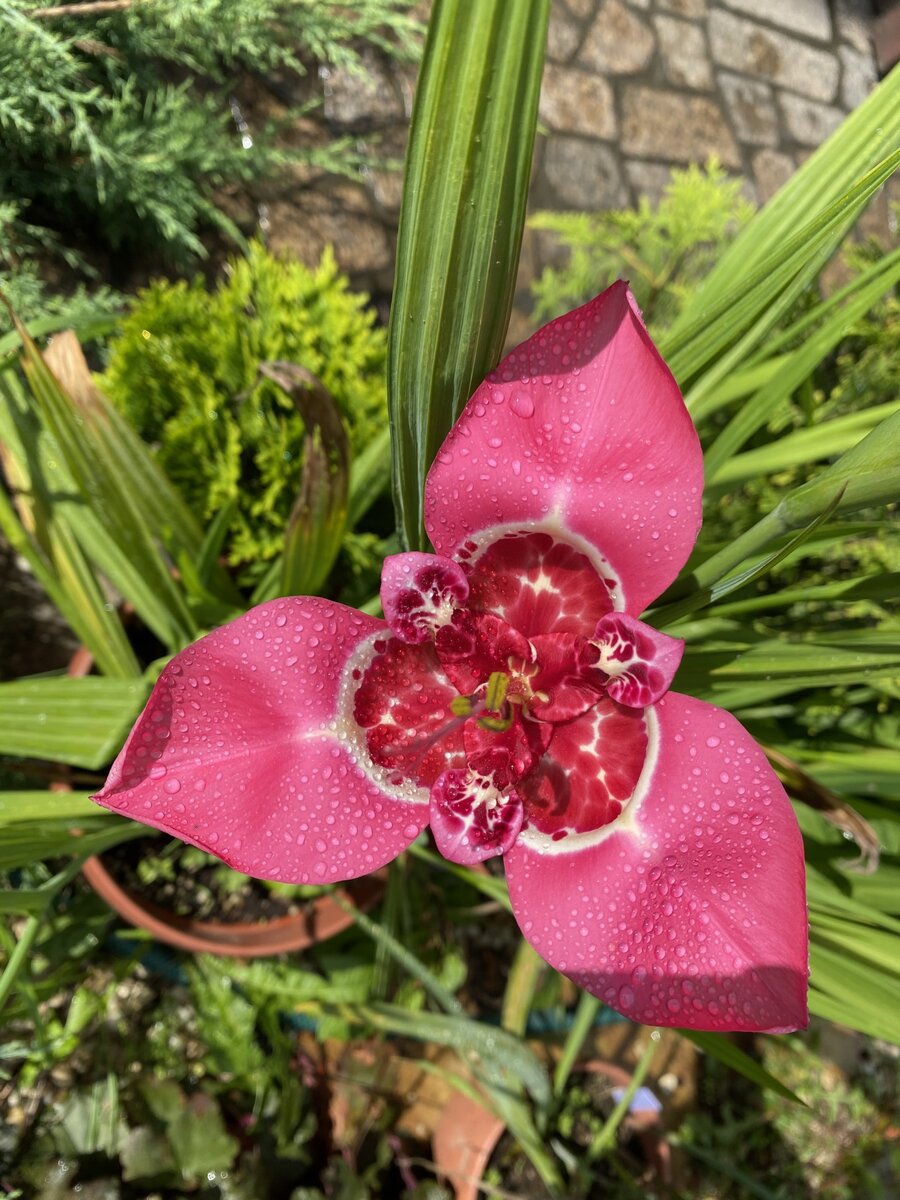 Тигридия розовая, фото автора