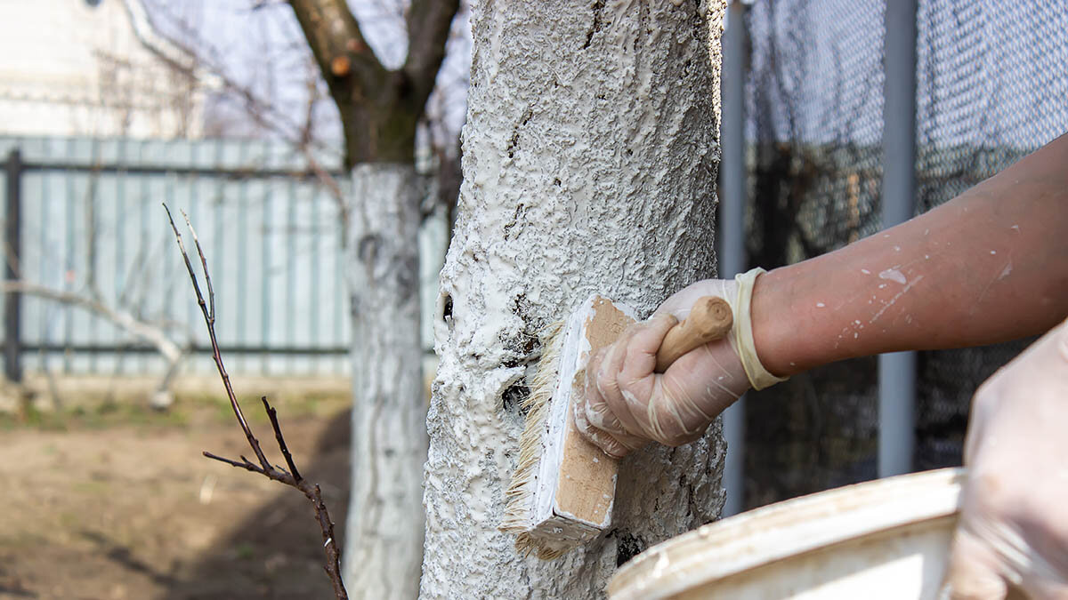 Люди белят стволы деревьев. Нанесения побелки на деревья. Побелка деревьев осенью температура. Побелка деревьев осенью температура. Побеленные стволы елки.