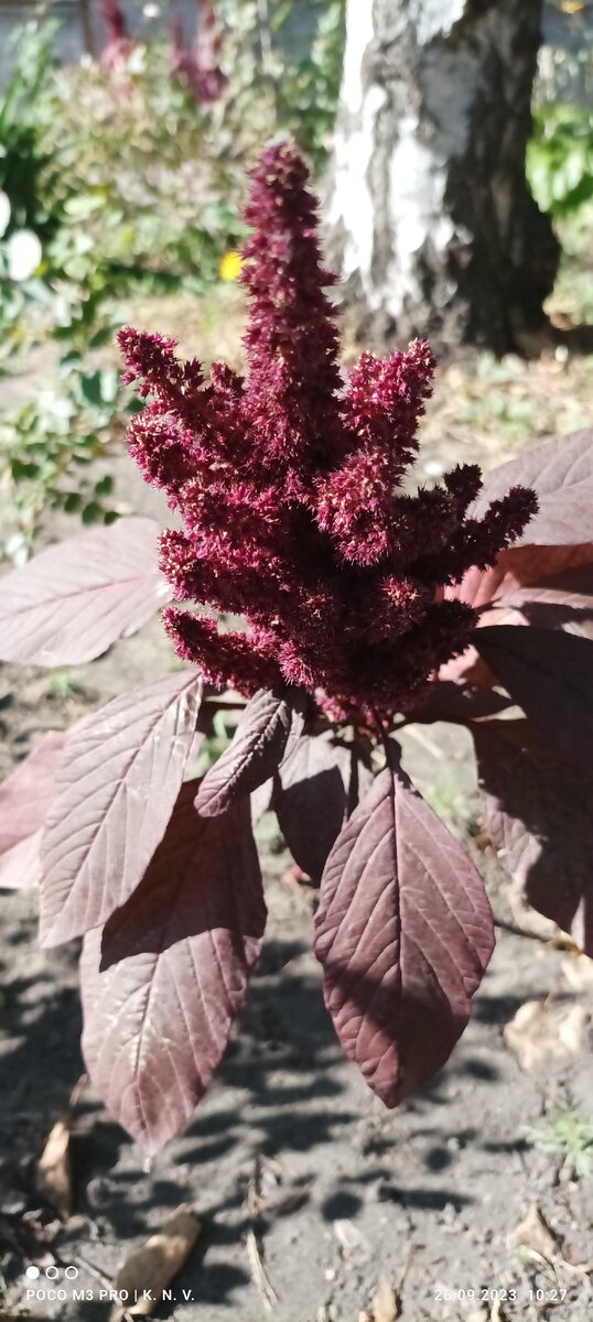 Мимозиум необыкновенной красоты