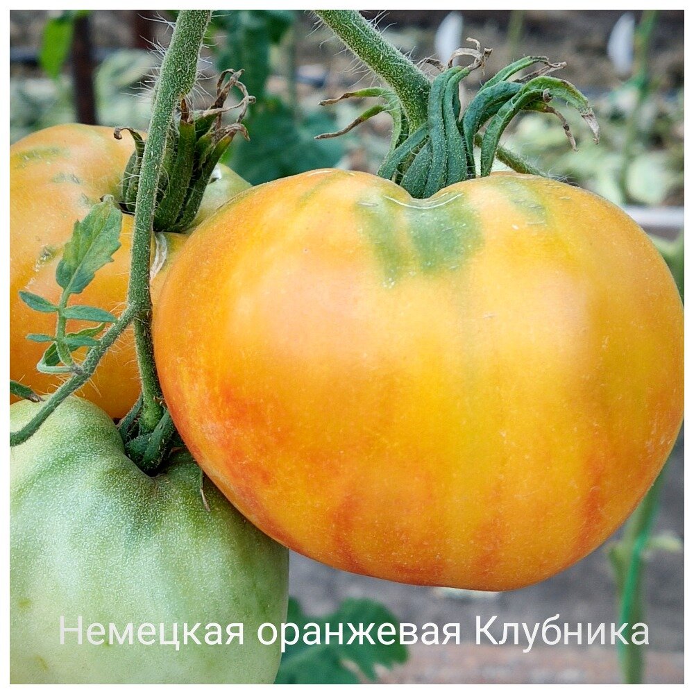 Дела сердечные. Томаты медово-желтые, сердцевидные | Томатная усадебка ...