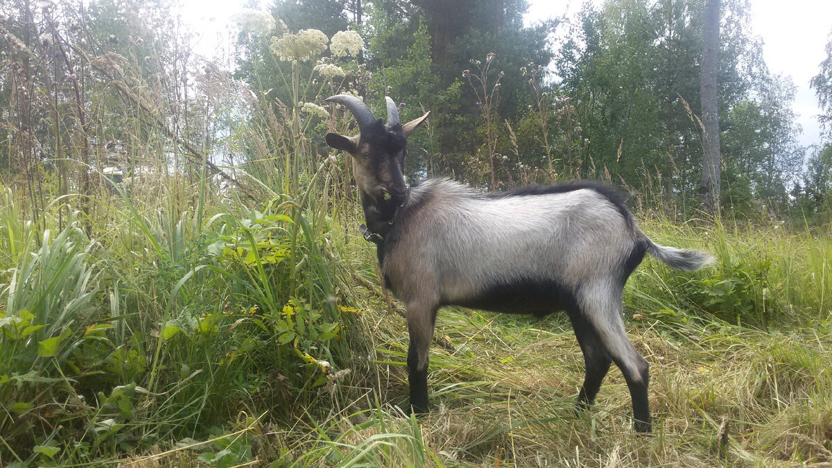 В 8 месяцев уже появились первые признаки агрессии