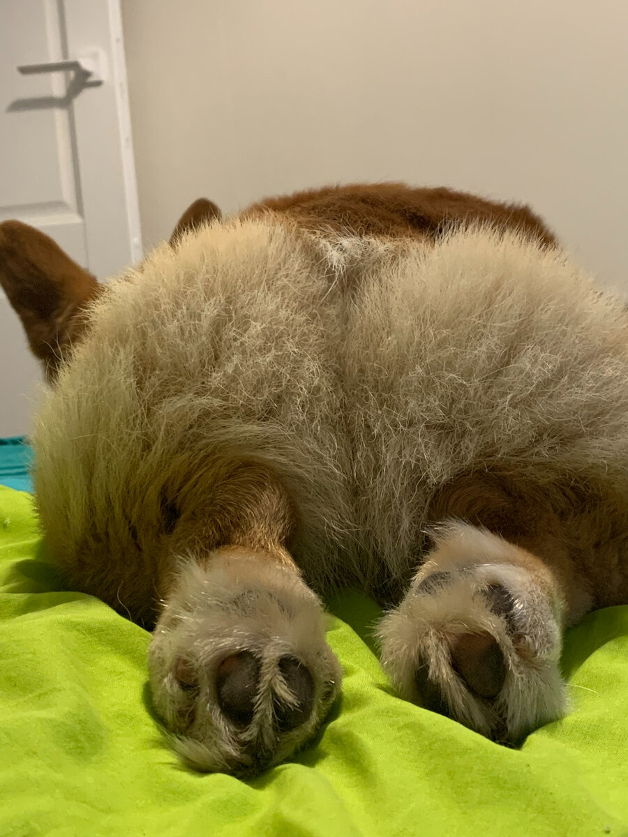 Пятки корги:) и не только