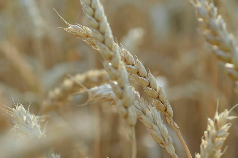   Вячеслав Плацында