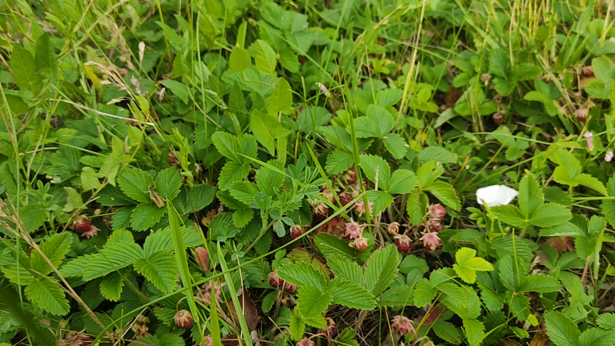 Ковер из ягоды