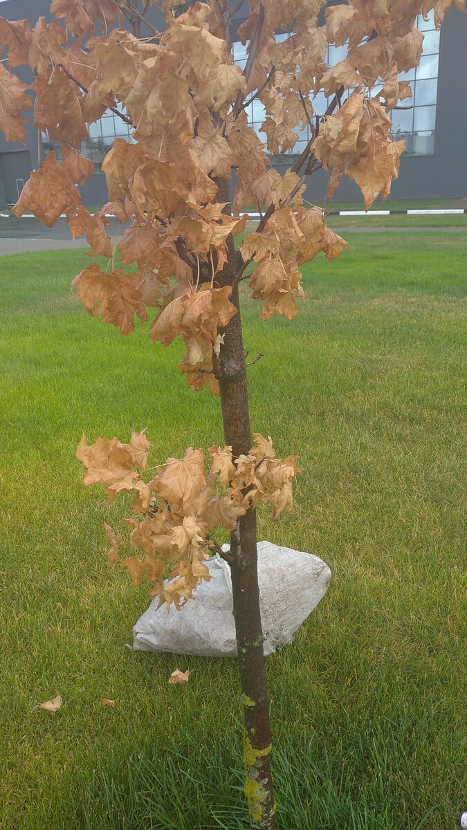 На фоне умершего от тяжёлых условий клена - газон с различным качеством 