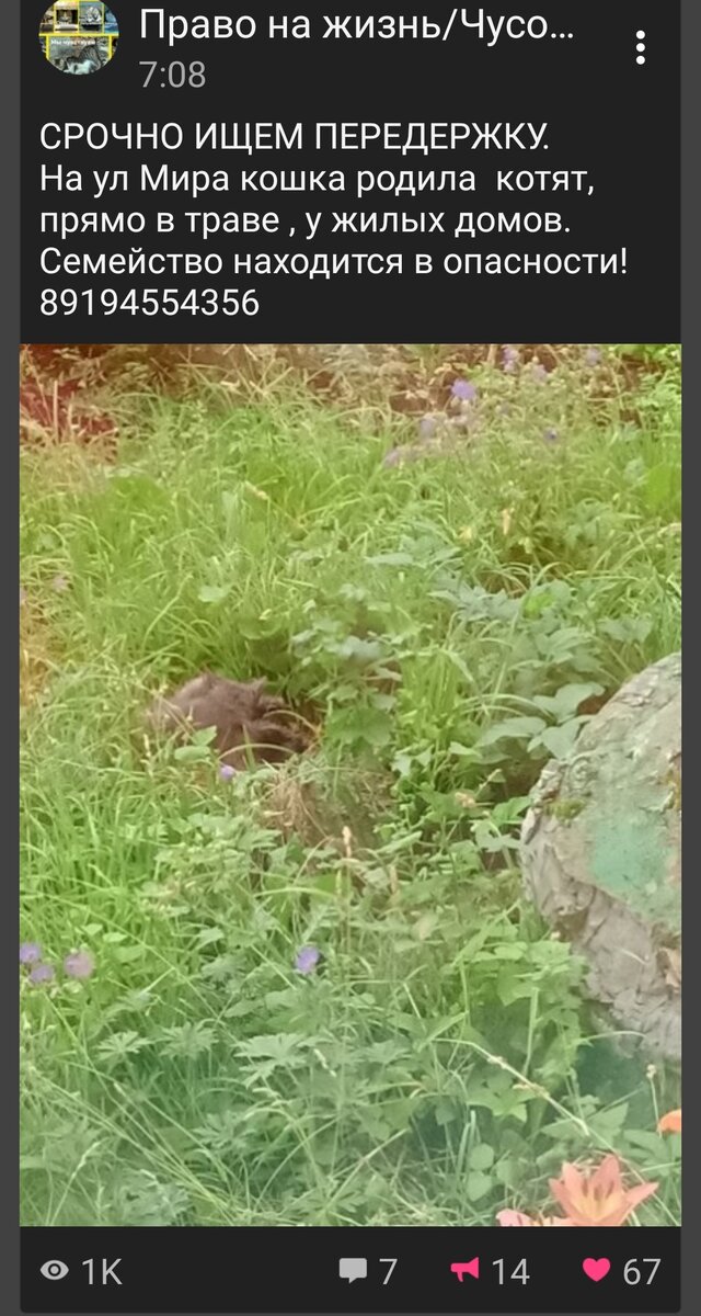 Котят было шесть, но для одного это утро стало последним | Любовь ...