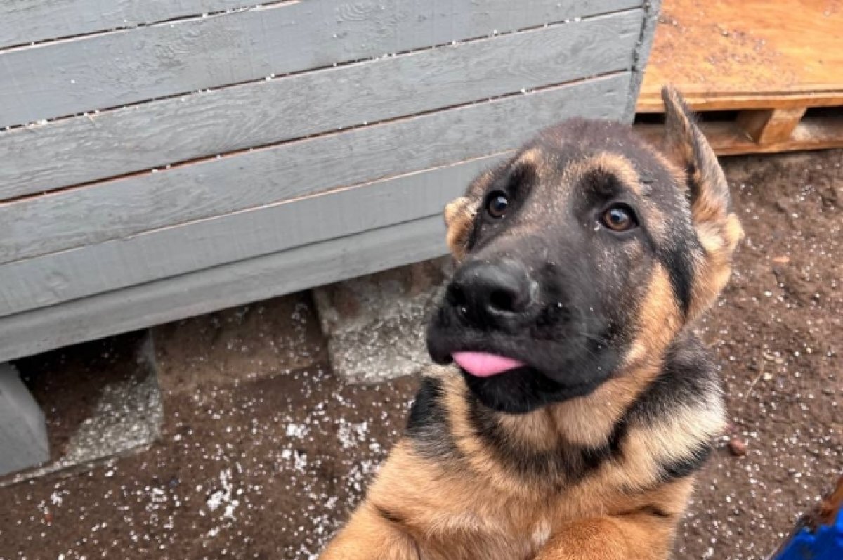    Житель Улан-Удэ напал на экипаж службы отлова собак