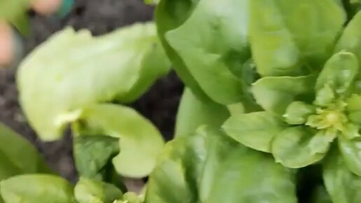 Сбежали в деревню | Наш деревенский завтрак - вышел, нарвал, собрал ...