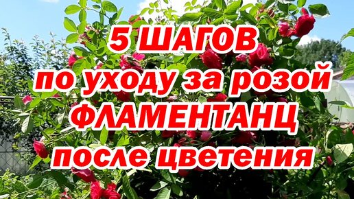 5 шагов по уходу за розой Фламентанц после цветения