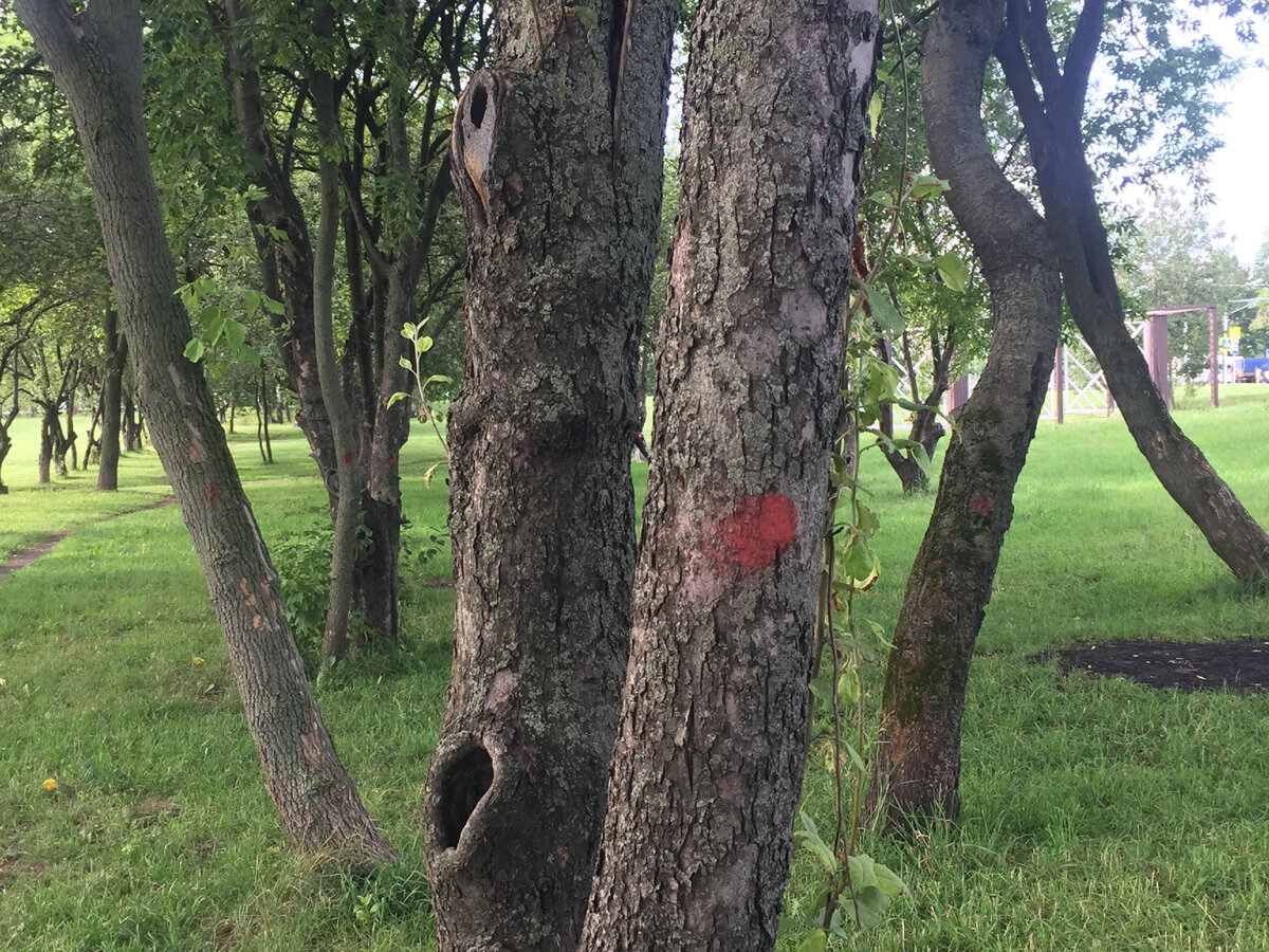 Красные кружки - знак того, что дерево предназначено к вырубке.