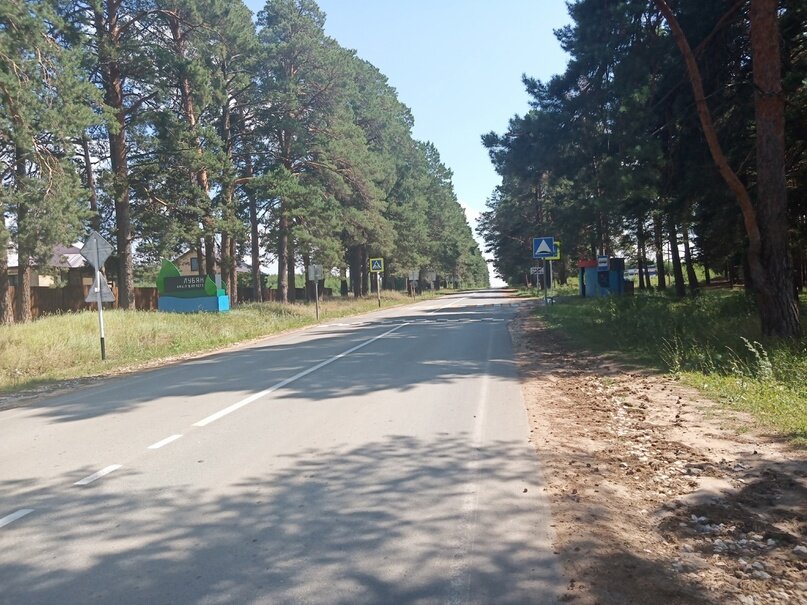 Вековые сосны на въезде в село (8фото)