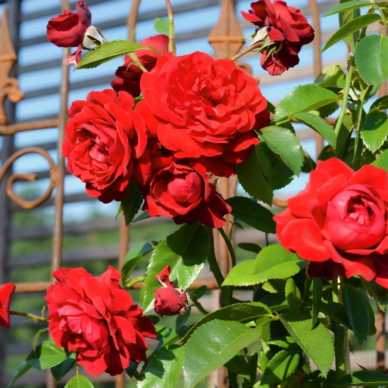 Плетистые розы для урала сорта с фото