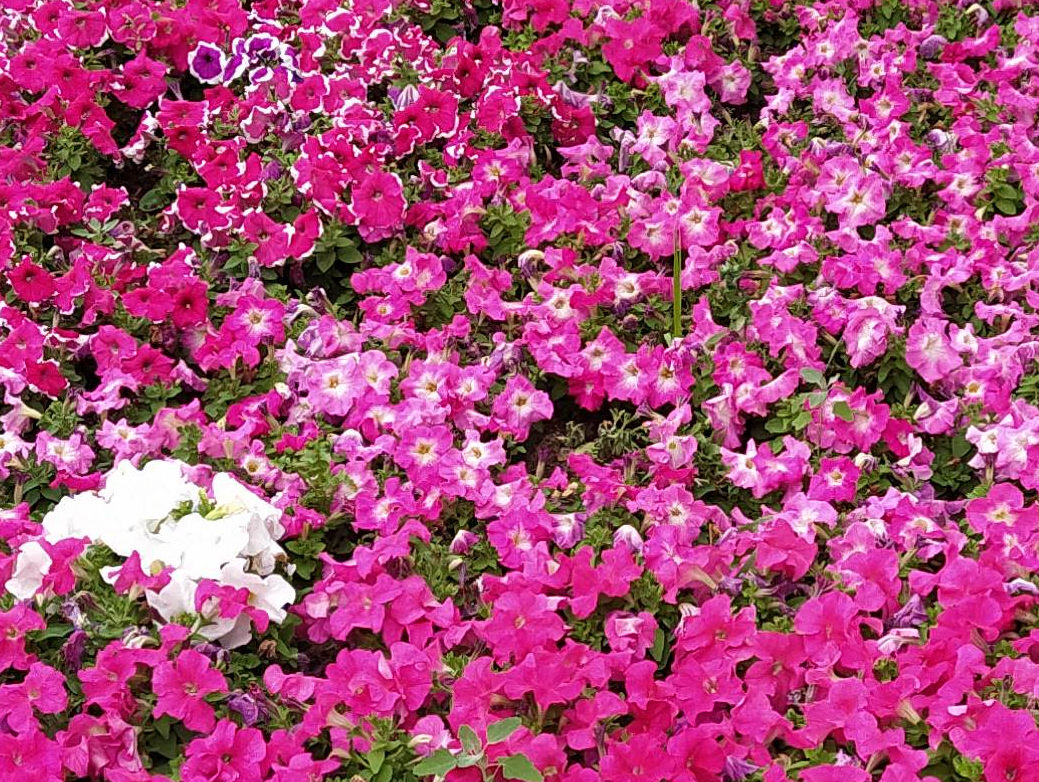 Три вида петуний. И случайные экземпляры белой и лиловой.