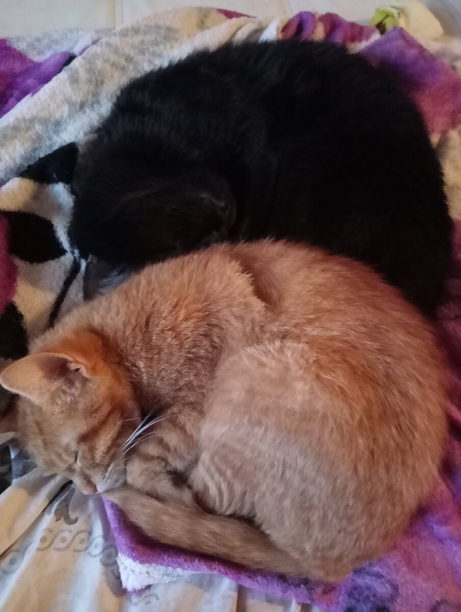 Кузя и Симба отдыхают-с)