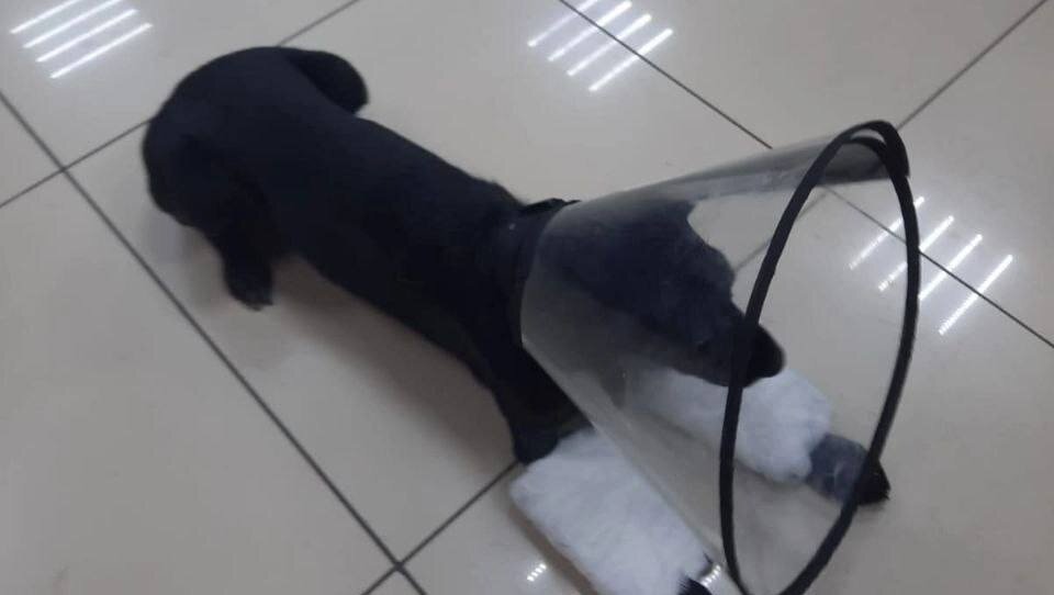     В Минусинске 37-летний мужчина выкинул собаку с балкона третьего этажа — она показалась ему слишком назойливой.