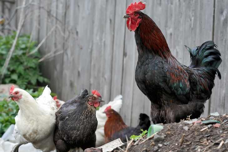 © Елена - многодетная мать и дала отпор чупакабре, чтобы спасти свое хозяйство. Фото VN.ru.📷
