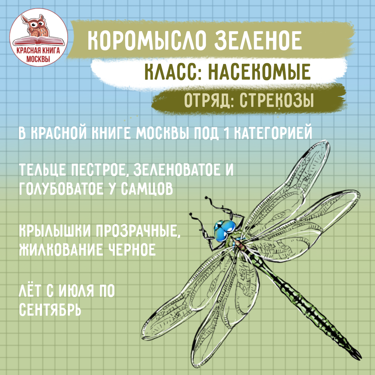 Дневник эколога 2 класс. Отряд Стрекозы представители. Представители отряда Стрекозы список.