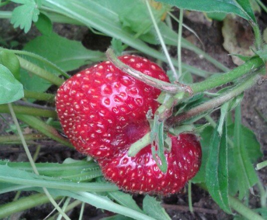 Аппетитная клубничка