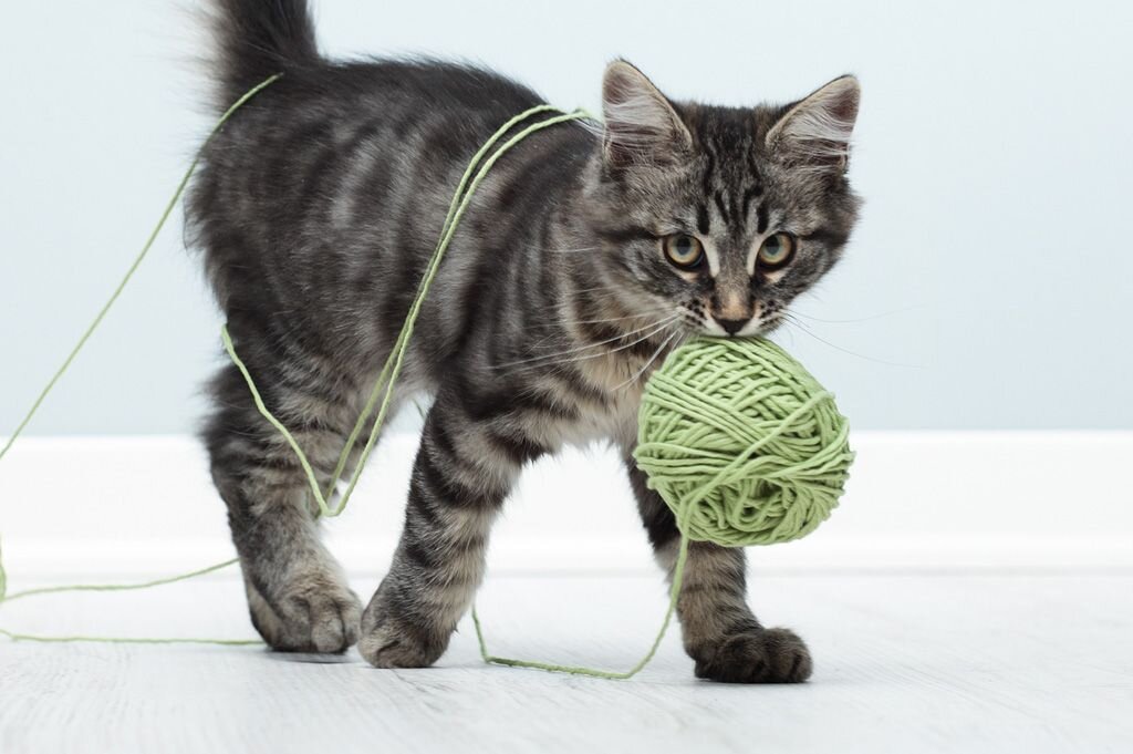 Фото из Интернета.