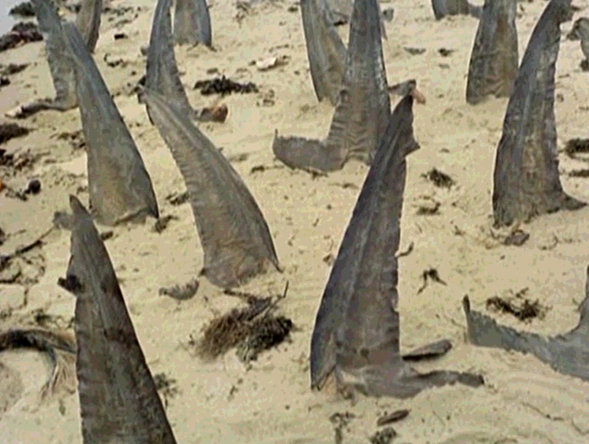 Кадр из фильма "Собачий мир" (1962)