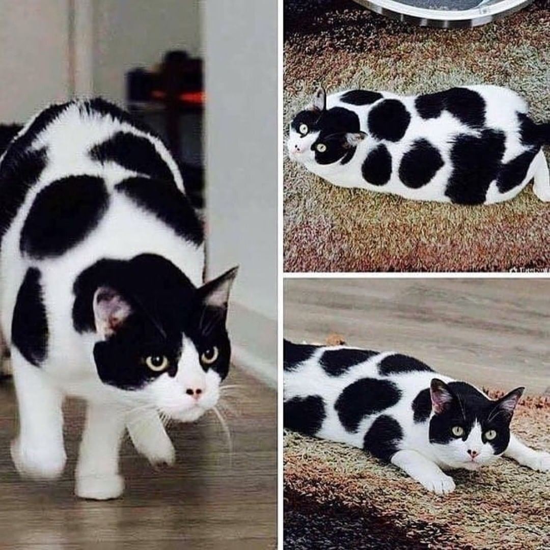 Необычные окрасы кошек