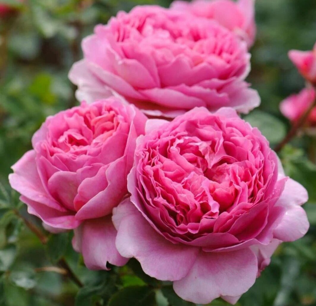 Принцесса Александра Кентская. Фото из интернета