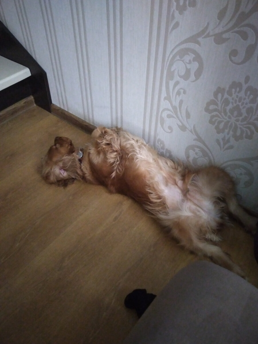 Дрыхнет, и даже храпит иногда.