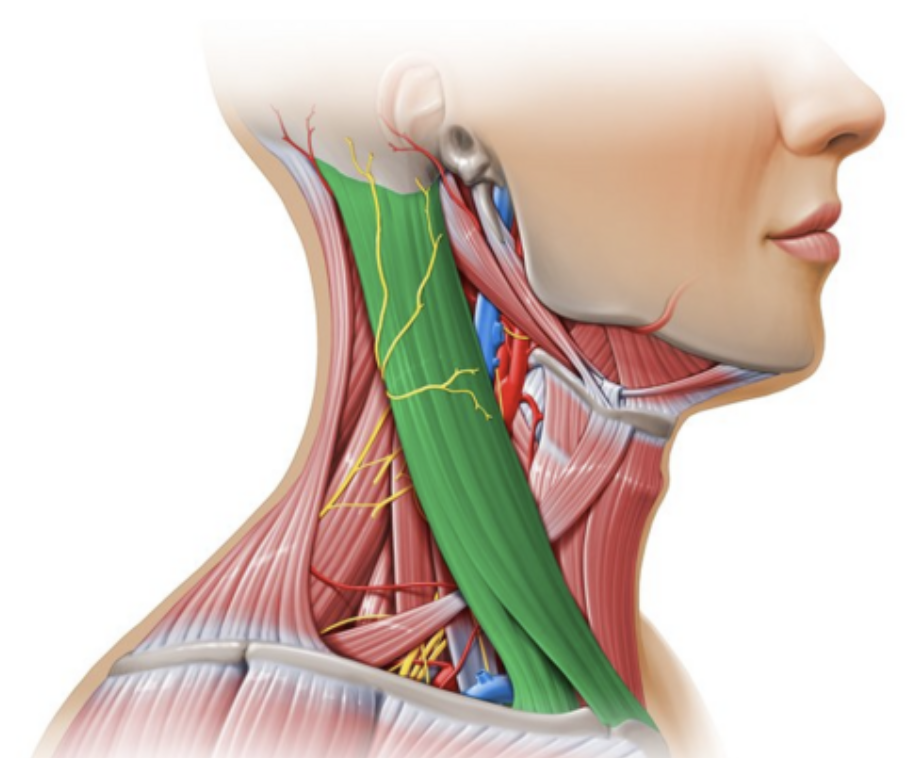 Грудино-ключично-сосцевидная мышца (выделена зеленым) 