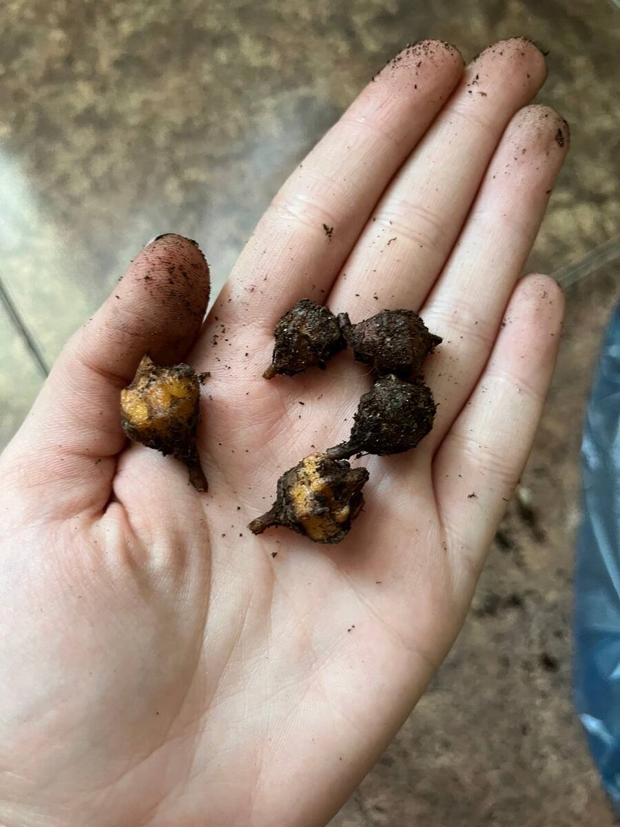 Мой улов из весенней пересадки алоказии Полли