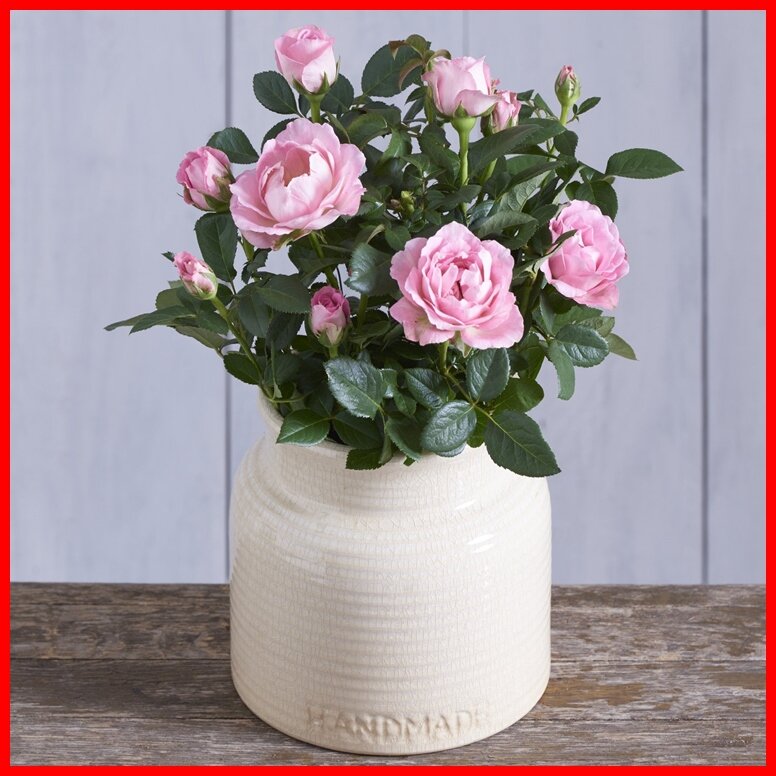 Иван Павлович вынул из пакета и поставил на маленький столик цветущий розовый куст