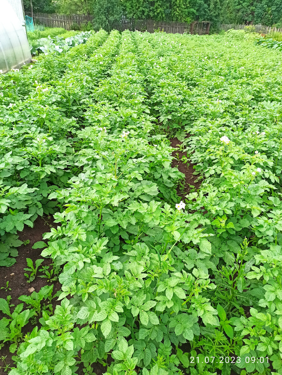 Картошка зацветает.