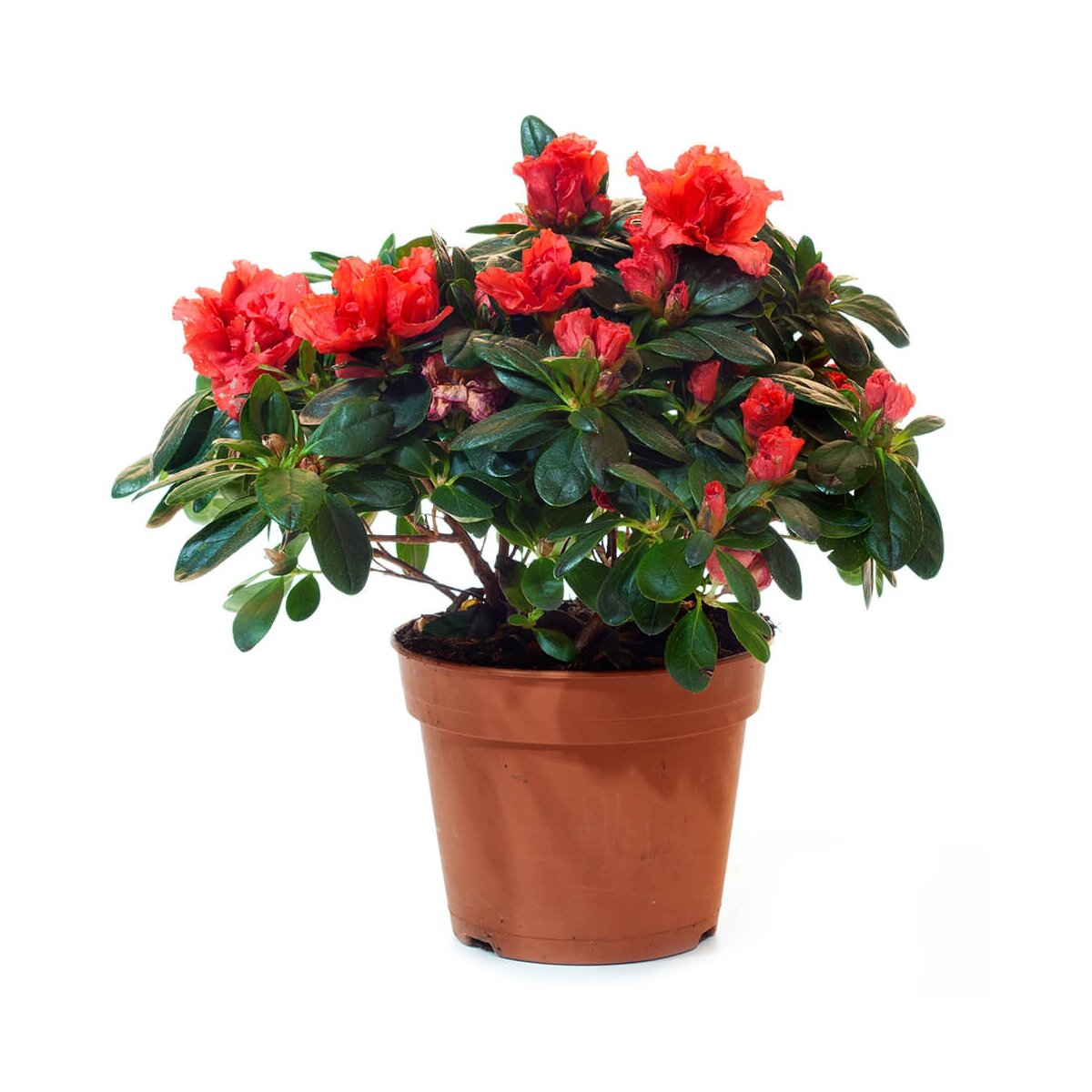 азалия Индика Красная (фото из интернета)