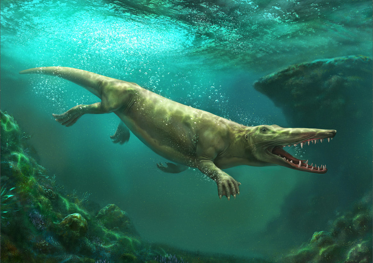 Амбулоцет уже мог жить в морях и пить солёную воду. По образу жизни был схож с каланами (морские выдры). Изображение с сайта wikipedia