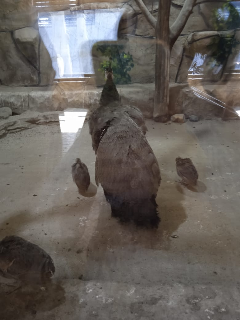 Павлинье семейство) Мать с детьми. 