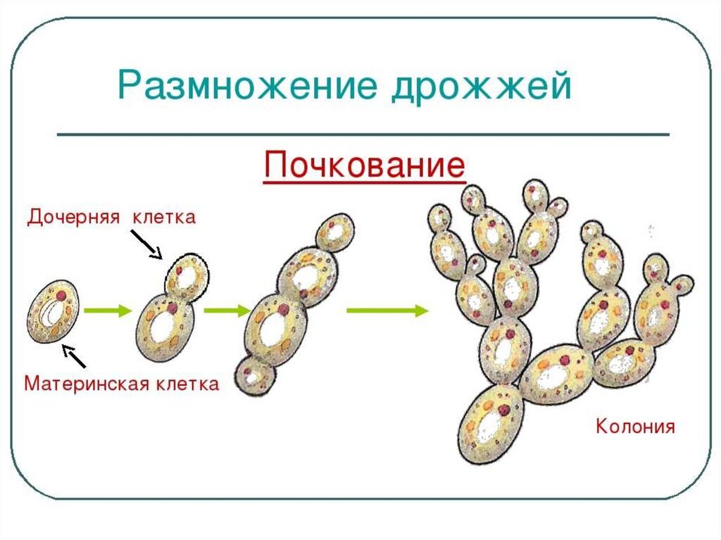 Строение дрожжевой клетки рисунок с подписями