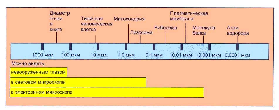 из чего состоит клетка рисунок. размер человеческой клетки. из чего состоит клеточное строение. прозенхимные клетки элодеи. определение размер клеток.