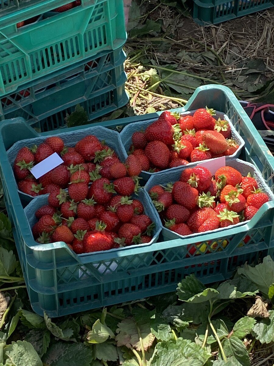 В такие лотки собирается клубника, в них же она и продается. Фото автора