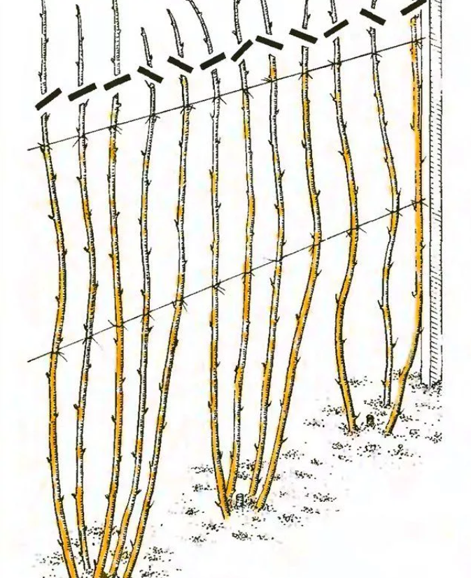 Как подвязать малину правильно легко быстро. Подвязка ремонтантной малины. Схема обрезки ремонтантной малины весной. Ежевика Натчез на шпалере. Шпалера для черной малины Кумберленд.
