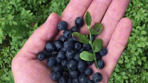 Блог фотографа : Заметки о жизни | Когда свернул с дорожки и первый же ...