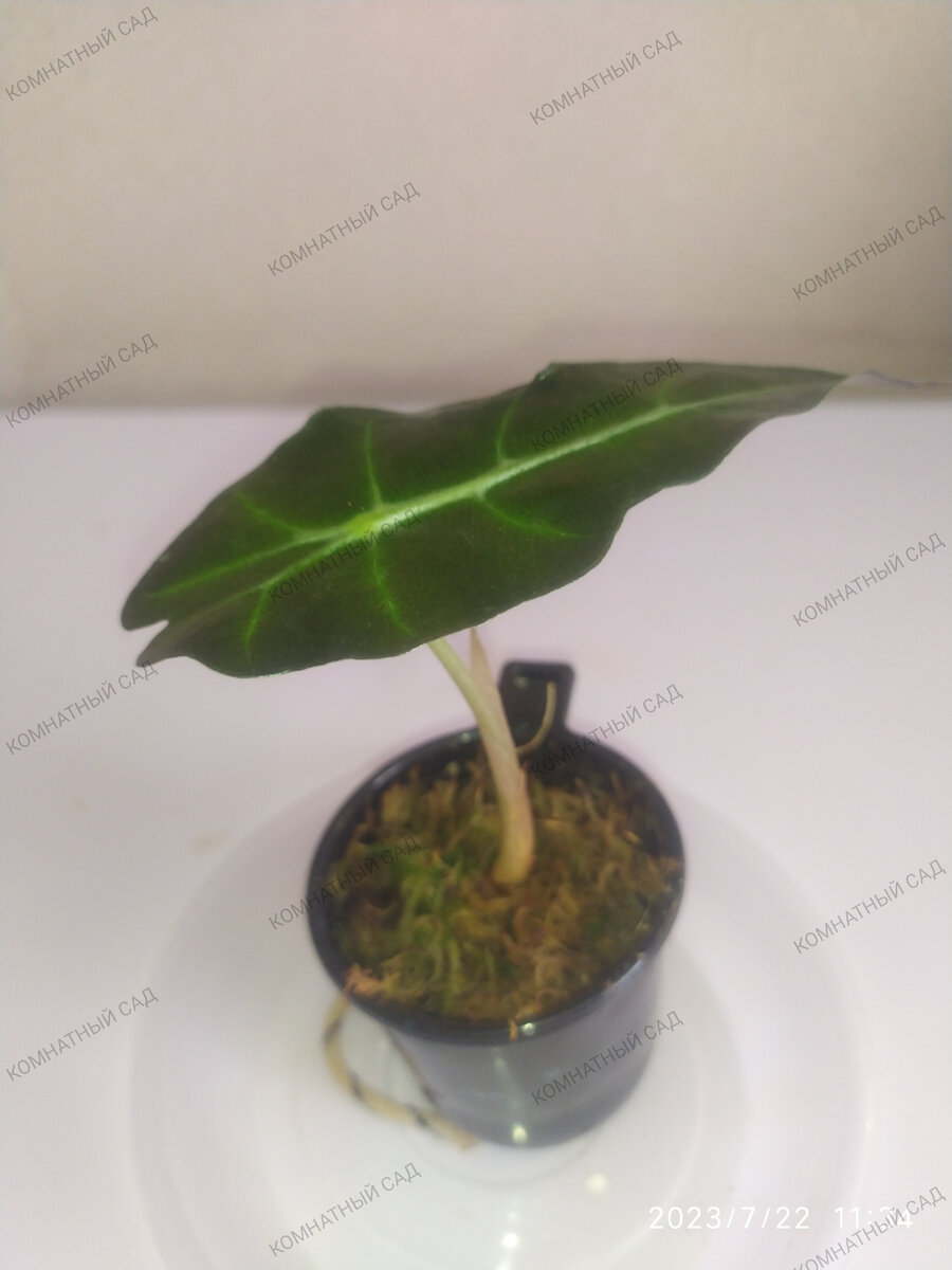 алоказия Дворф Амазоника