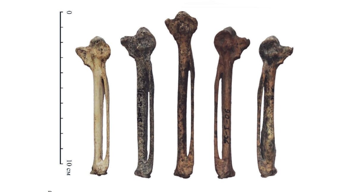 «пряжки» – пястные кости крыла гусей из раскопок средневекового Ярославля