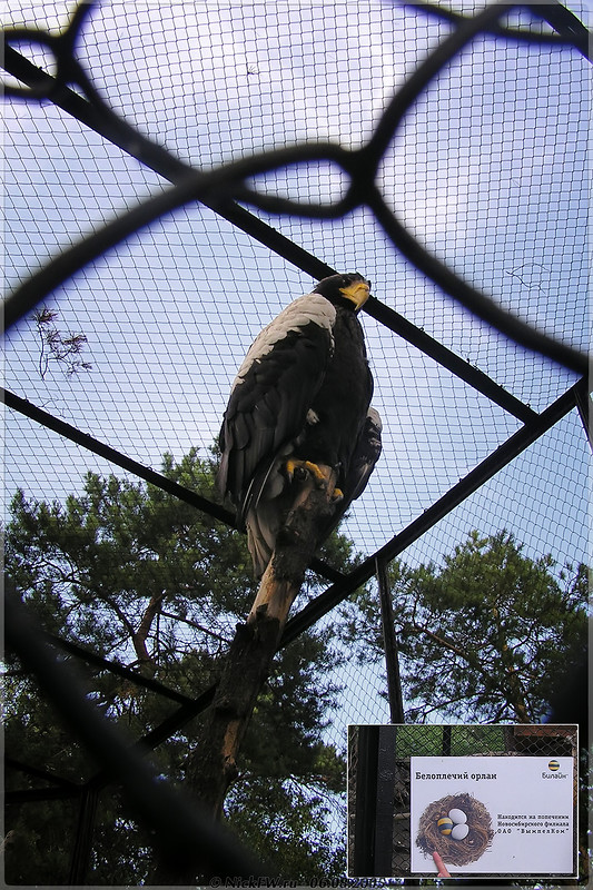 Белоплечий орлан в Новосибирском зоопарке © NickFW.ru - 06.08.2005г.