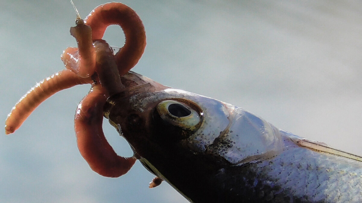 Как правильно насаживать червя на крючок. Живец вьюн. Червяк на крючке. Способы насадки червя. Наживка на сома.