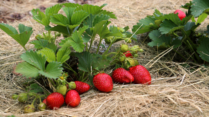 ФОТО: NIKOLAY GYNGAZOV/GLOBAL LOOK PRESS