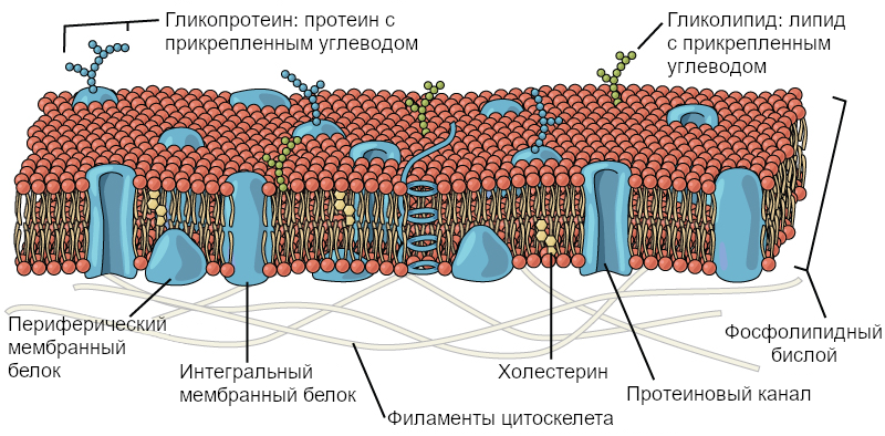 Тайная жизнь митохондрий