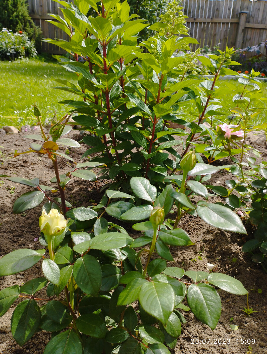 На втором плане метельчатая гортензия "Пинки Винки"